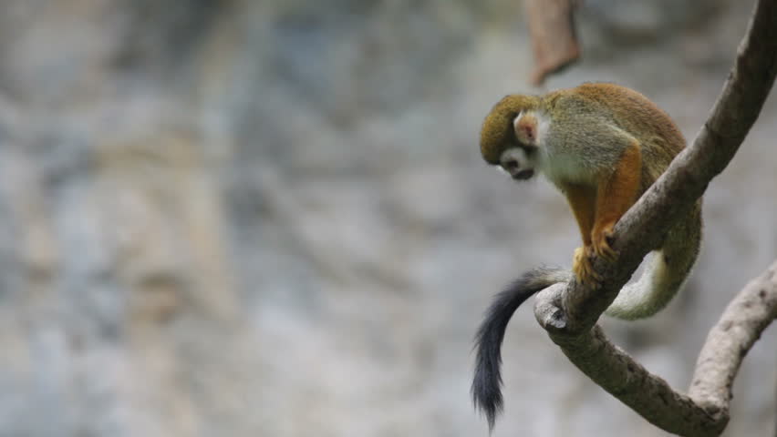 Squirrel monkey in a branch in Costa Rica