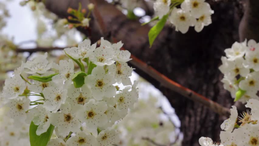 Springtime