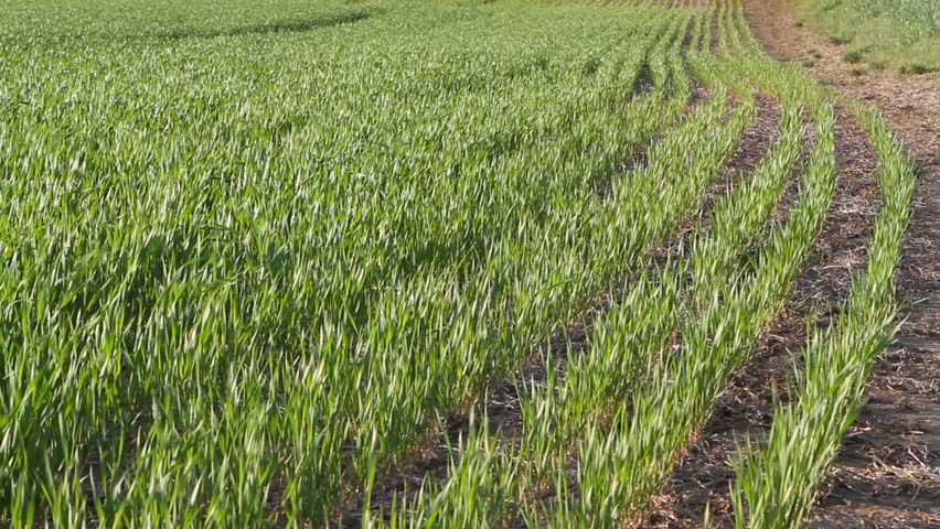 Rows of young wheat seedlings blow in the breeze in a farmer's field.