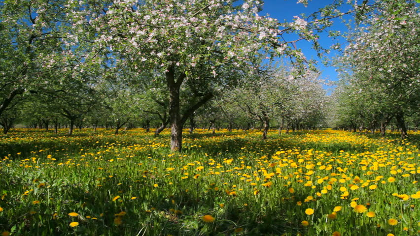 apple garden blossom, pan
