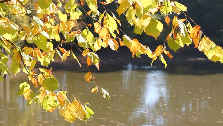 autumnal foliage in sunlight