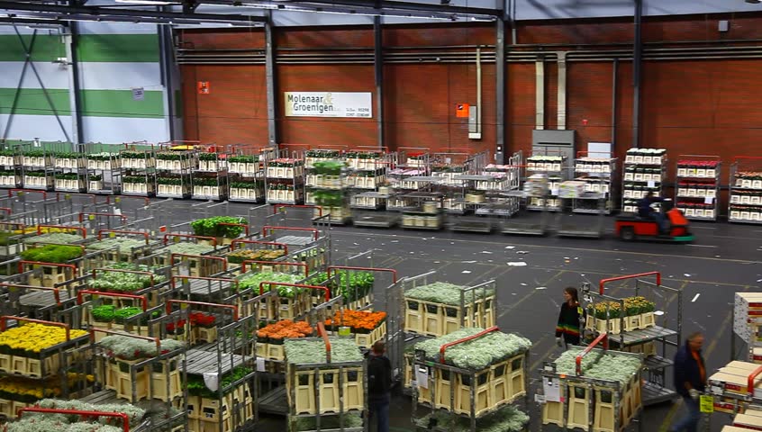 AALSMEER, THE NETHERLANDS - APRIL 27: Flowers being prepped for auction, FloraHolland, April 27, 2011, Aalsmeer, The Netherlands. Aalsmeer Flower Auction is the largest flower auction in the world; Around 20 million flowers are sold here daily.