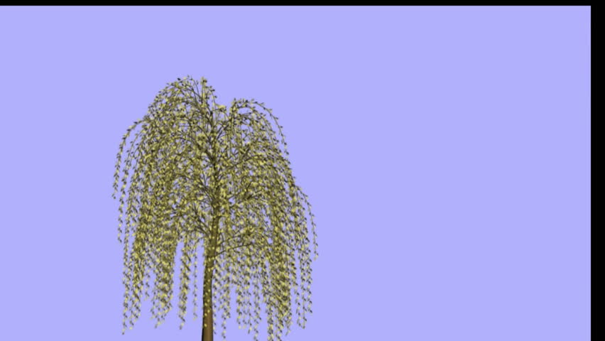 Weeping willow wailing about