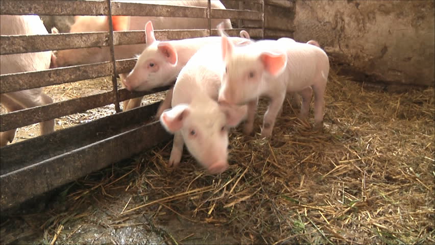Pig Farm