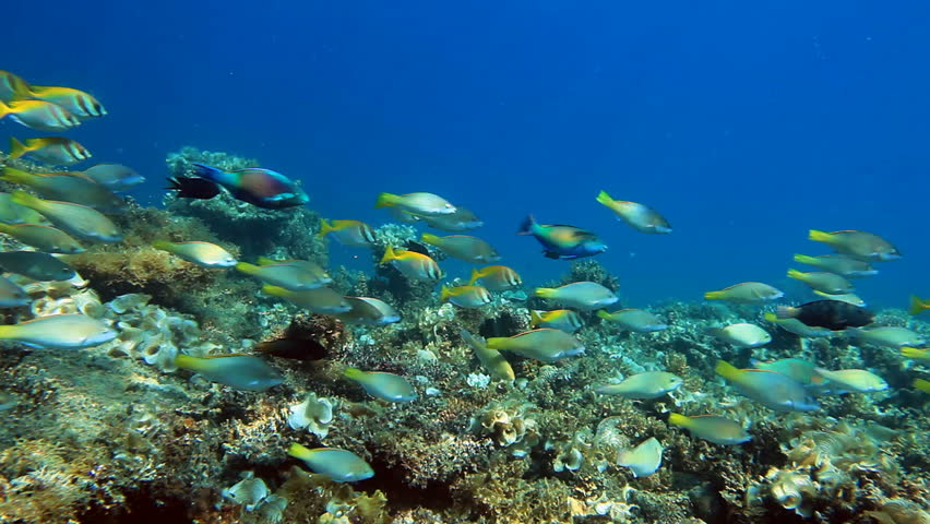 School of fish Parrotfish on the coral reef panorama