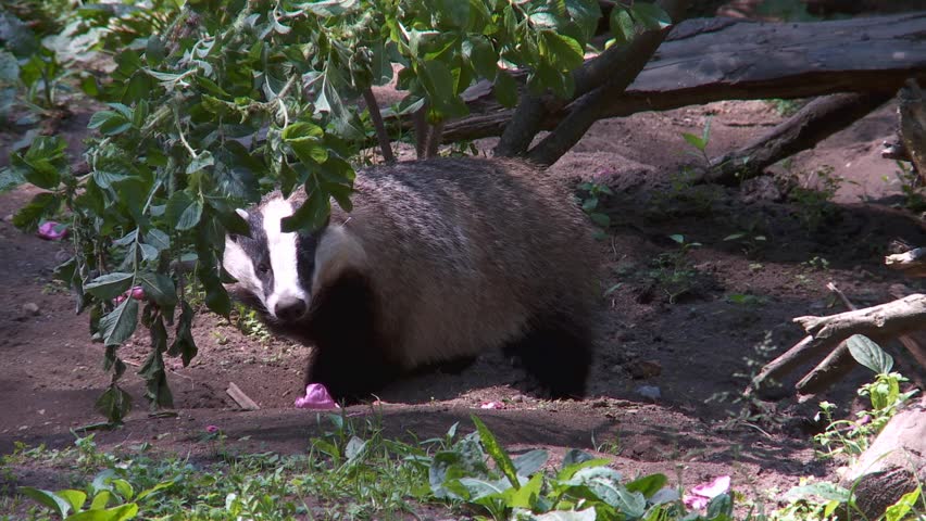 badger