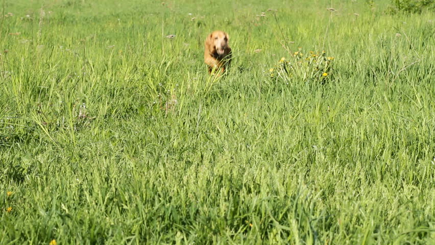 Cocker Spaniel running on a green meadow
