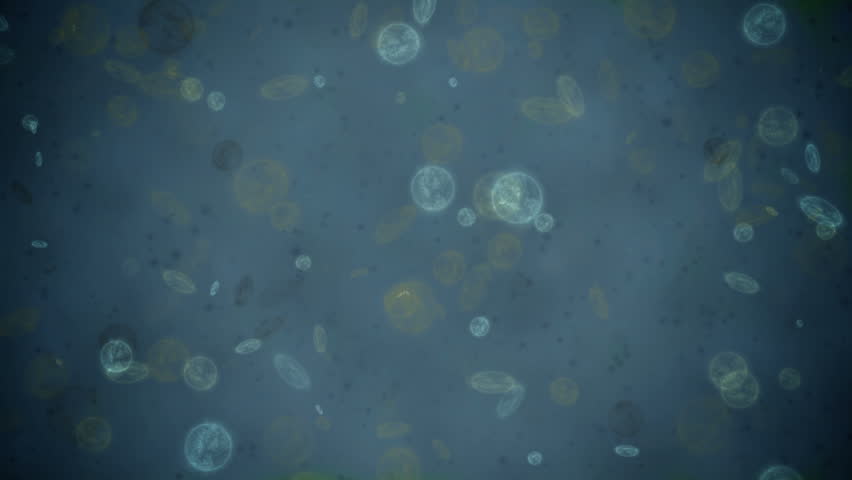 Bacteria
