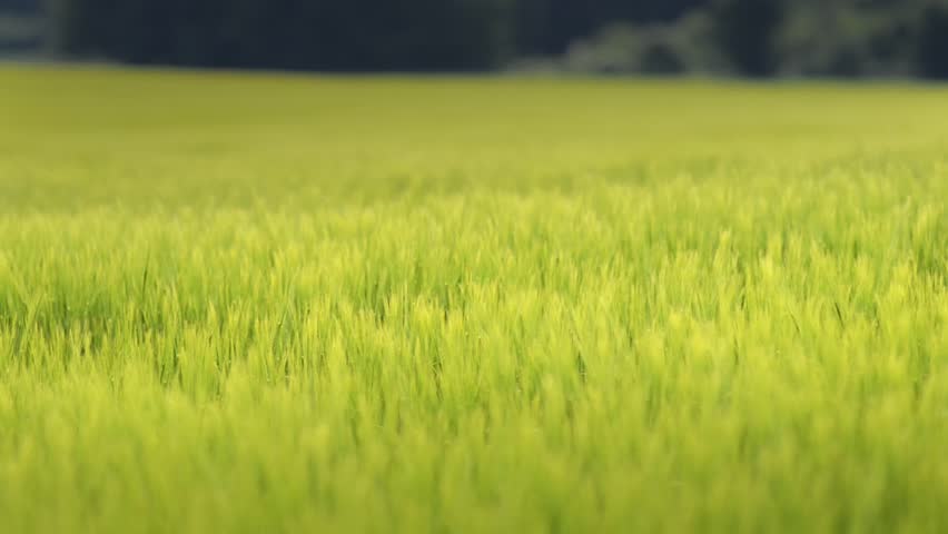 Green field on a windy day. Beautiful relaxing take