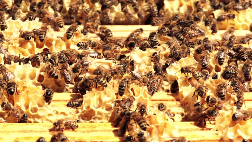 honey bees at work in their hive