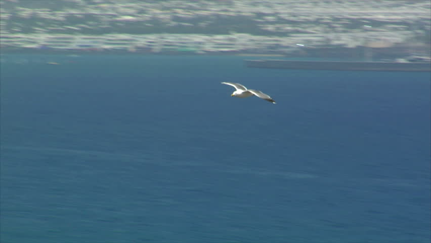 elegant seagull fly by close