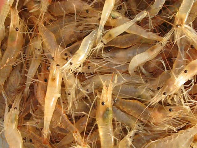 Live and fresh shrimp jumping  at market