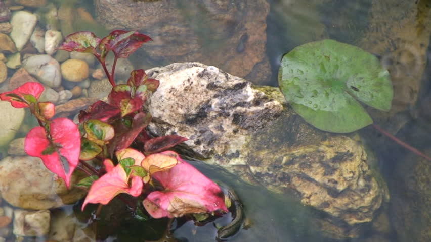 Raindrops falling into the garden pond with waterlily, red flower and stones
