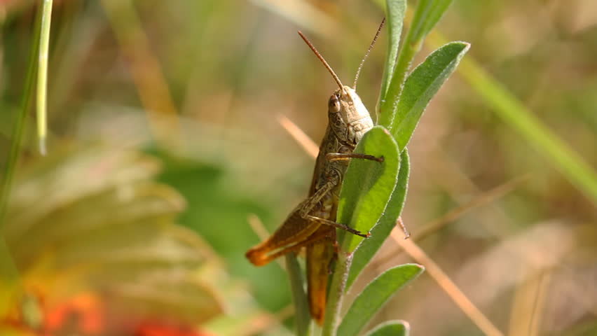 Grasshopper on blade of grass