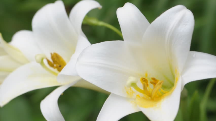 White Easter lilies blowing in the wind (SLR)