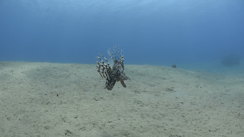 Close up wide angle view of a Lion fish swimming over the sandy ocean floor. Camera moves from an approach shot to overhead shot of the fish.