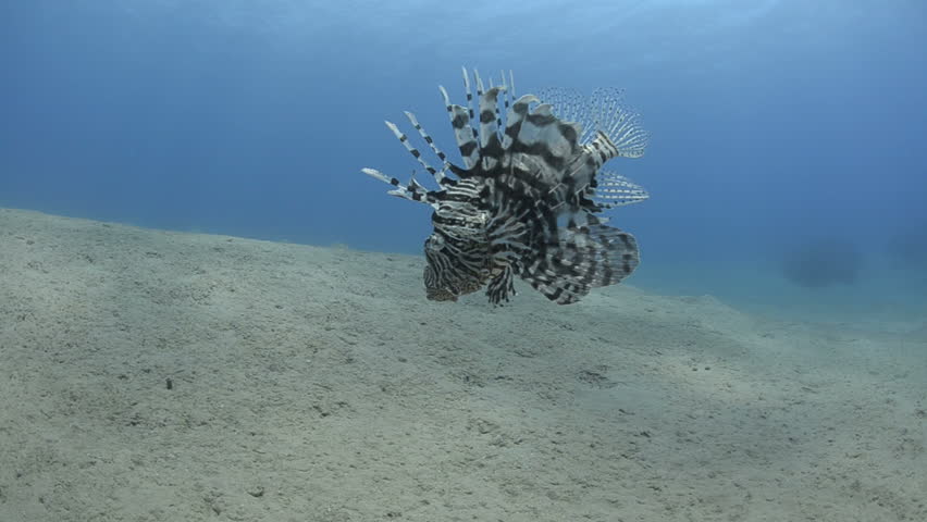 Close up wide angle view of a Lion fish swimming over the sandy ocean floor.