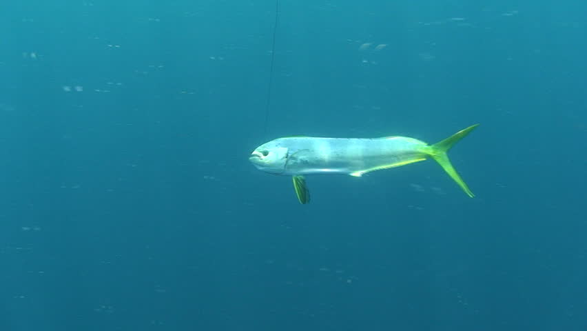 Mahi Mahi