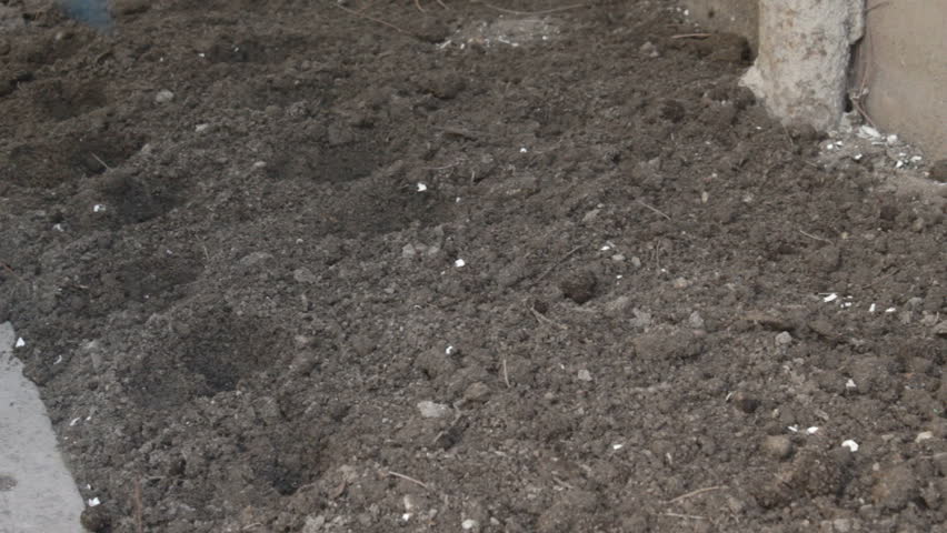 Somebody in the blue gardening rubber glove planting small bulbs in already done holes. 