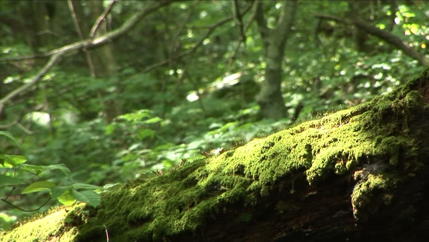 A tree trunk covered with lichen