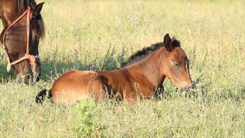 horse brown foal lying in pasture