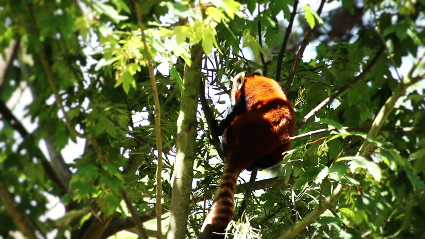 Red Panda eating bamboo (HQ 1080P) 