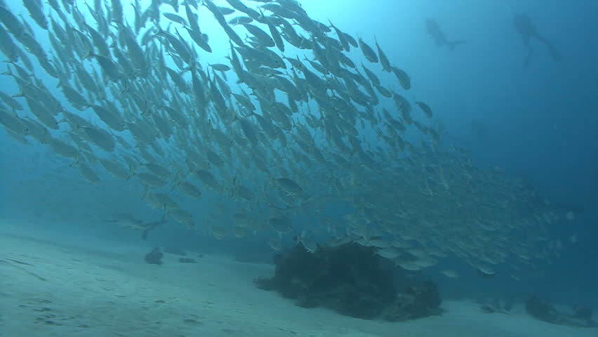 Predatory Shark hunts in school of silver fish