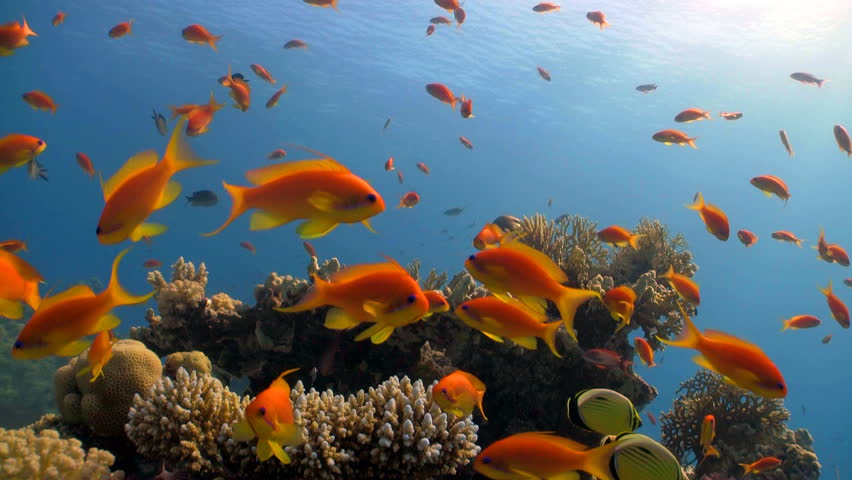 colorful fish on coral reef, red sea