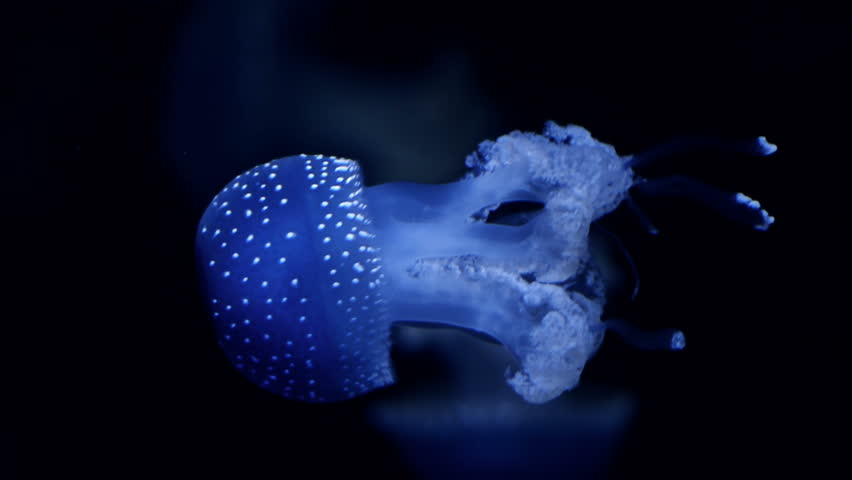 A fluorescent jellyfish swimming.