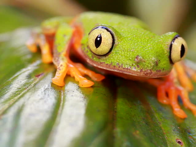 Leaf Frog (Agalychnis hulli) in the rainforest understory, Ecuador