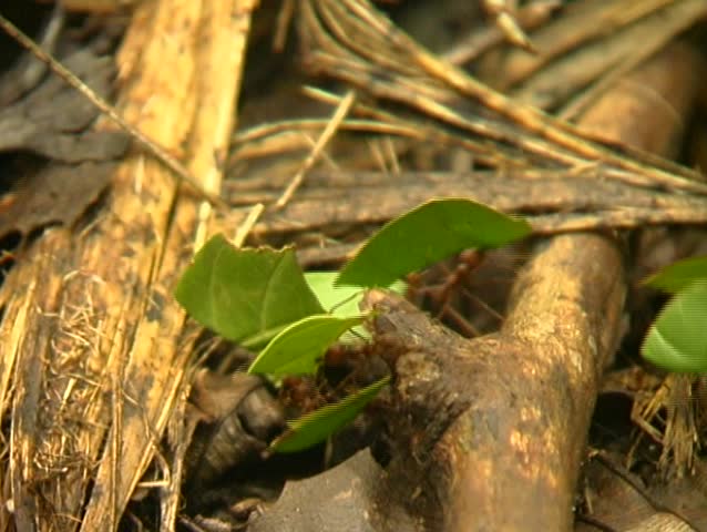 Leaf Cutter Ants carrying pieces of leaves to their nest