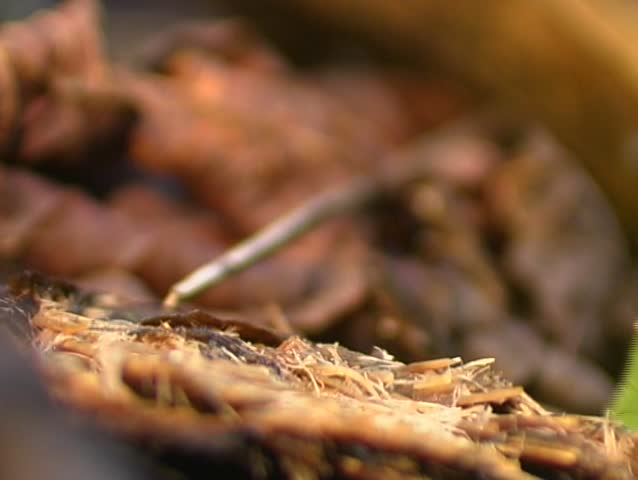 Leaf Cutter Ants carrying pieces of leaves to their nest