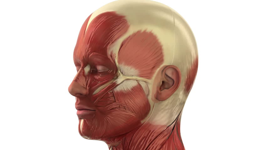 Male muscular system in loop