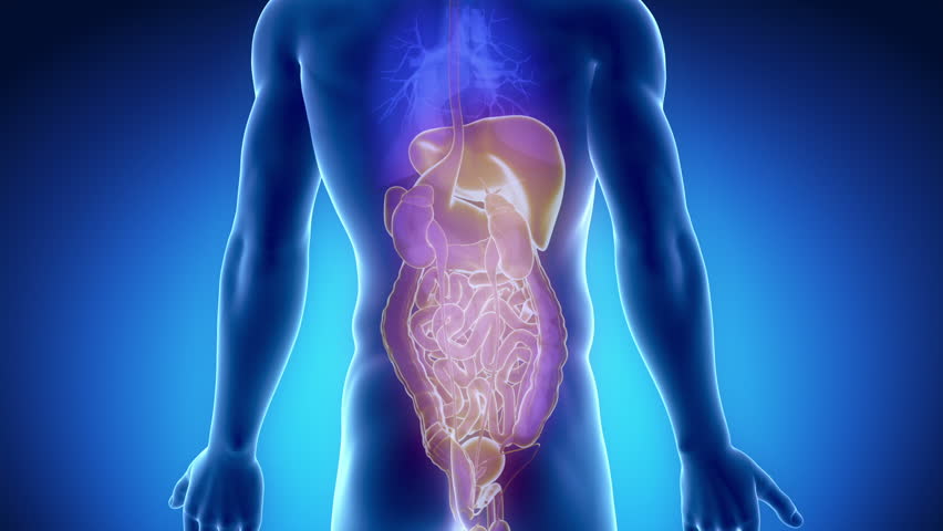 Abdominal organs anterior view in blue orange x-ray view