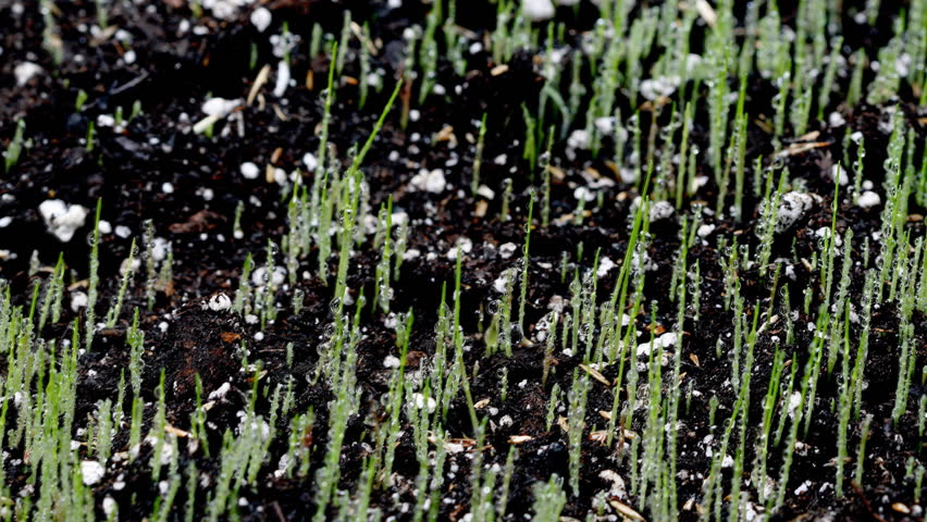 Timelapse of grass growing.