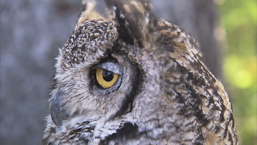 Great Horned Owl