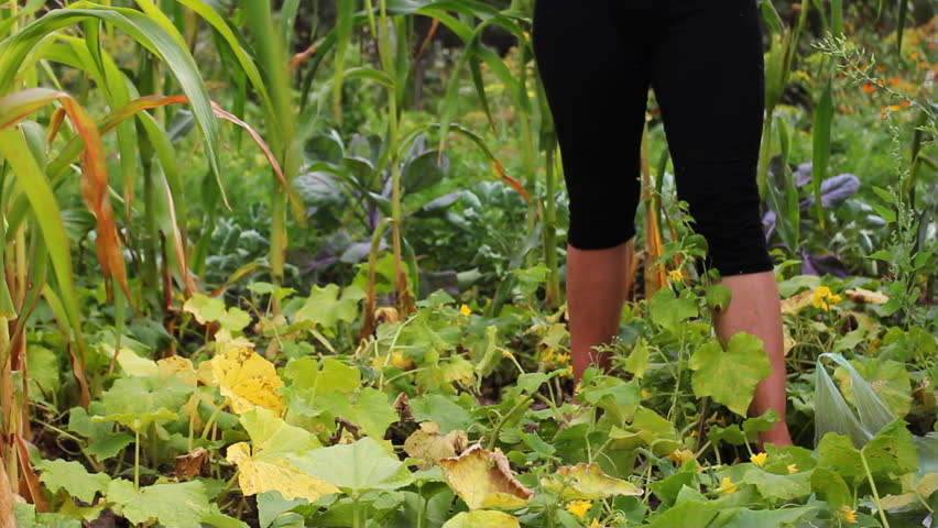 beautiful young woman sits down and begin to collect cucumbers in garden, part 1