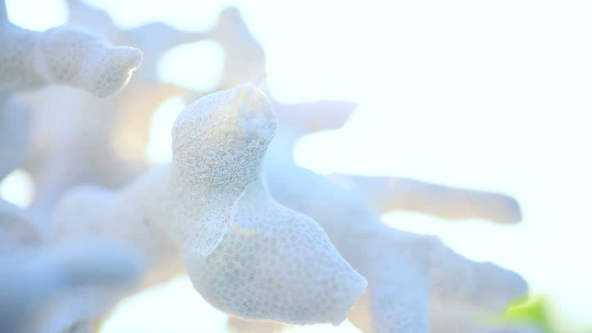 Extreme close-up of the fragile beauty of a piece of coral washed up on the beach