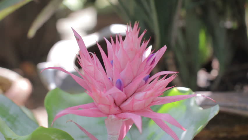 Header of Aechmea fasciata