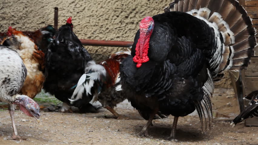 close-up of turkey with many young domestic chickens in village