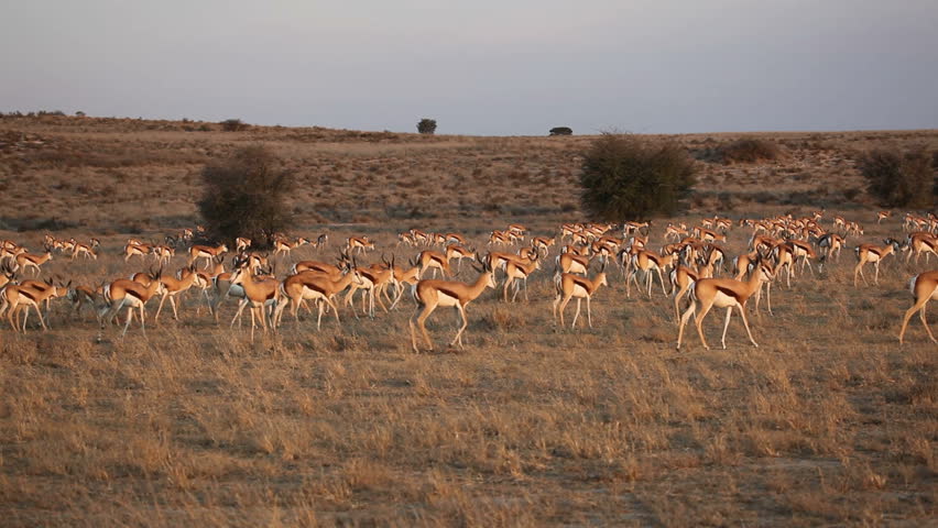Large herd of springbok antelopes (Antidorcas marsupialis) walking over the plains, Kalahari desert, South Africa