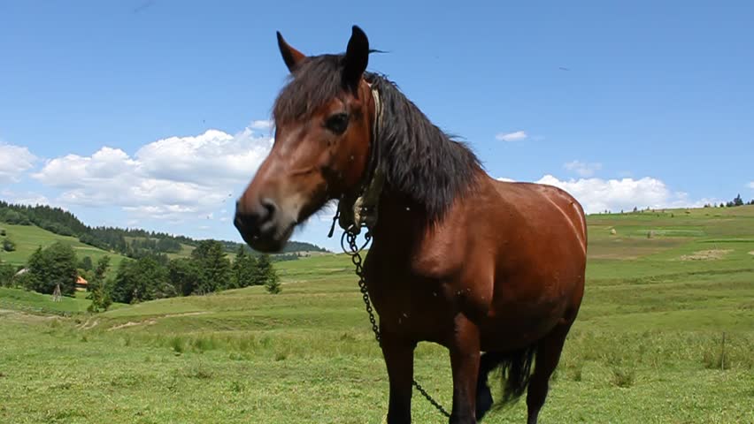 Horse