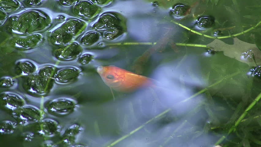 Fish eating on surface of water