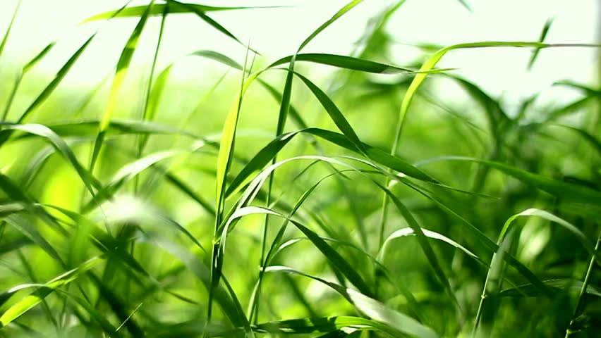 Green wavy slow motion grass 