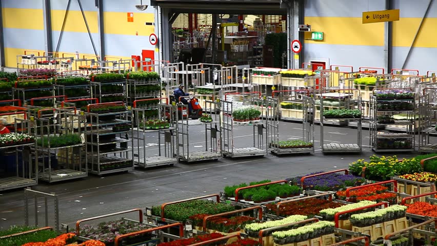 AALSMEER, THE NETHERLANDS-APRIL 27: Flowers being prepped for auction, FloraHolland, April 27, 2011, Aalsmeer, The Netherlands. Aalsmeer Flower Auction is the largest flower auction in the world; Around 20 million flowers are sold here daily.