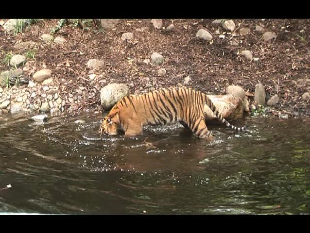 tiger alert