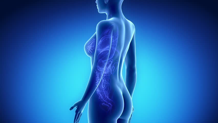 Female KIDNEY anatomy in blue x-ray loop