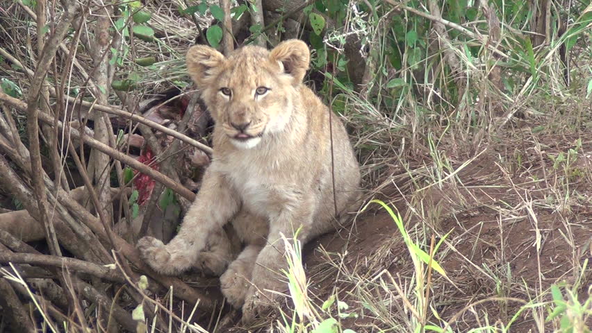 Cute lion cub 