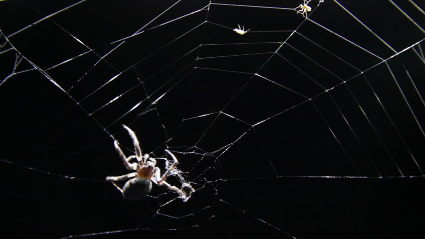 spider moves