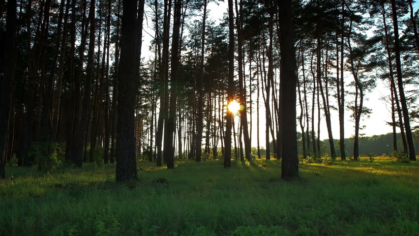 Forest at dawn. Timelapse shot motorized slider. 